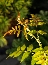Jeżyna białokora (Rubus cockburnianus) Golden Vale